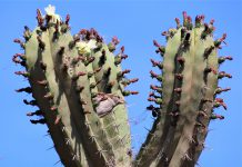 Éxito rotundo en la jornada de puertas abiertas del Jardín de Cactus y Suculentas “Teresa”