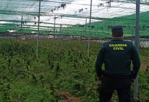La Guardia Civil descubre un zulo con más de tres mil plantas de cannabis sativa en una vivienda de Moraleda de Zafayona