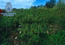 La Policía Nacional ha realizado durante el mes de octubre 27 operaciones contra el tráfico de drogas en Granada y Motril que se han saldado con 37 detenciones y más de 3.550 plantas de marihuana incautadas