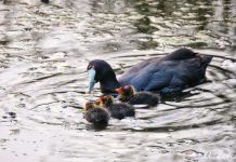 La Charca de Suárez se convierte en el principal refugio de la focha moruna