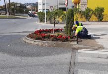 Salobreña adorna con miles de pascueros las zonas ajardinadas del municipio de cara a la navidad