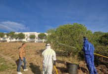 El Ayuntamiento de Almuñécar elimina los nidos de procesionarias de los parques públicos