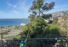 Salobreña lleva a cabo un plan especial contra la plaga de procesionaria