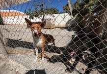 La gestión de la perrera municipal de Motril sale a licitación por un periodo de hasta 2 años