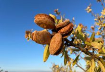 Una docena de cooperativas de la almendra comienzan la campaña en la provincia con previsiones al alza