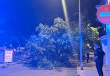 Gran susto en la Rambla de los Álamos por la caída de un gran árbol