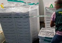 Inspección Pesquera interviene más de 1.300 kg de inmaduros