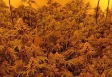 Intervenidas en Granada más de 700 plantas de marihuana en dos cultivos in door descubiertos en dos viviendas de la misma calle