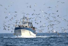 Rechazo al acuerdo alcanzado en Bruselas para la pesca de arrastre del Mediterráneo