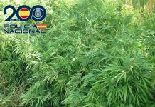 La Policía Nacional desmantela en Granada una plantación “indoor” incautando más de 300 plantas de marihuana y realiza dos detenciones