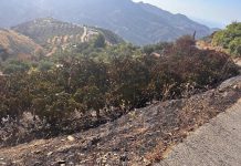 El PSOE denuncia que Juanjo Ruiz Joya y Luis Aragón han eliminado la línea de ayudas para los agricultores afectados por el incendio de 2024