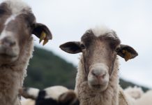 La Junta resuelve ayudas por 53,8 M€ para paliar los daños por lengua azul, sequía y borrascas