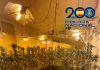 Operación antidroga en Granada: desmanteladas cuatro plantaciones “indoor” con casi 1.000 plantas de marihuana