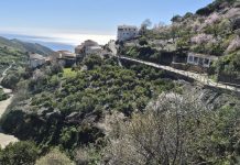 LAS FLORES DE ALMENDRO. POLOPOS