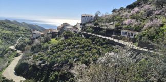 LAS FLORES DE ALMENDRO. POLOPOS