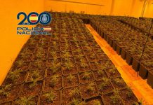 Desmantelados en Granada varios pisos dedicados al cultivo de marihuana incautando más de 1.300 plantas y 300 gramos de picadura