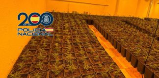 Desmantelados en Granada varios pisos dedicados al cultivo de marihuana incautando más de 1.300 plantas y 300 gramos de picadura