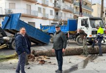 Salobreña lleva a cabo la tala de palmeras como medida de seguridad ante los fuertes vientos