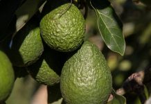 Almuñécar acoge la celebración de un taller práctico sobre poda del aguacate