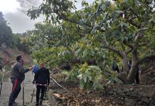 Balance positivo del taller práctico de poda de aguacate impulsado por el Ayuntamiento de Almuñécar
