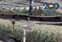 Operaciones antidroga en marzo: ocho en Motril, Granada y Baza con 28 detenciones y la aprehensión de más de 8.000 plantas de marihuana y cerca de 2 kilos de hachís
