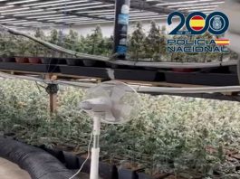 Operaciones antidroga en marzo: ocho en Motril, Granada y Baza con 28 detenciones y la aprehensión de más de 8.000 plantas de marihuana y cerca de 2 kilos de hachís