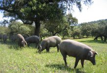 La Junta inicia el abono de las subvenciones para ganaderos de extensivo afectados por las borrascas
