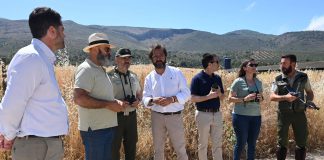 La Junta refuerza en Granada la conservación del aguilucho cenizo con actuaciones de protección en 12 zonas de reproducción
