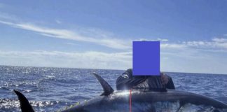Dos personas denunciadas tras la captura de ejemplares de atún rojo en la Costa Tropical durante el periodo de veda