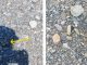 Llamamiento de la Asociación Buxus a la ciudadanía para la protección de las zonas de cría del Chorlitejo chico en la playa de Poniente