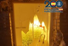 La Policía Nacional desmantela en Granada dos plantaciones de interior con más de 700 plantas