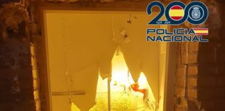 La Policía Nacional desmantela en Granada dos plantaciones de interior con más de 700 plantas